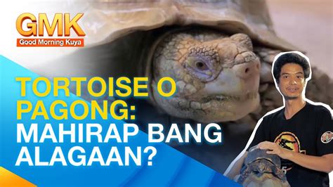 kulebrang pagong|Mga Dapat Malaman Tungkol sa KULEBRA o .